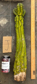 Cactus Cutting Trichocereus Pachanoi Monstrose TPM A To J TLC Long Cuttings For Propagation