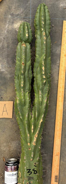 #EC169 EXACT Trichocereus Pachanoi Monstrose TPM Cactus TLC Cuttings A-J