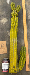 Cactus Cutting Trichocereus Pachanoi Monstrose TPM A To J TLC Long Cuttings For Propagation