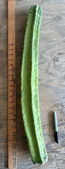 #EC173 EXACT Trichocereus “SCG16” Long Cutting 28”