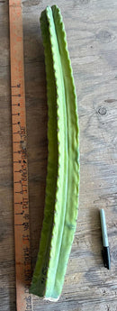 #EC173 EXACT Trichocereus “SCG16” Long Cutting 28”