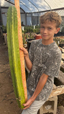 #EC173 EXACT Trichocereus “SCG16” Long Cutting 28”