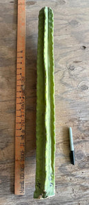#EC173 EXACT Trichocereus “SCG16” Long Cutting 28”