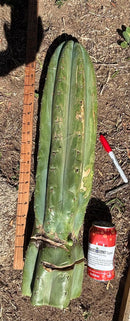Trichocereus Long Cutting 28 Inch SCG16 Exact Cactus Live Plant for Succulent Hobbyists