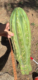 Trichocereus Long Cutting 28 Inch SCG16 Exact Cactus Live Plant for Succulent Hobbyists