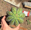 Trichocereus Long Cutting 28 Inch SCG16 Exact Cactus Live Plant for Succulent Hobbyists