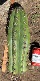 Trichocereus Long Cutting 28 Inch SCG16 Exact Cactus Live Plant for Succulent Hobbyists