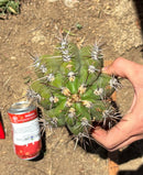 Trichocereus Long Cutting 28 Inch SCG16 Exact Cactus Live Plant for Succulent Hobbyists