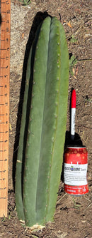 Trichocereus Long Cutting 28 Inch SCG16 Exact Cactus Live Plant for Succulent Hobbyists