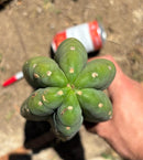 Trichocereus Long Cutting 28 Inch SCG16 Exact Cactus Live Plant for Succulent Hobbyists