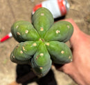 Trichocereus Long Cutting 28 Inch SCG16 Exact Cactus Live Plant for Succulent Hobbyists