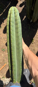 Trichocereus Long Cutting 28 Inch SCG16 Exact Cactus Live Plant for Succulent Hobbyists