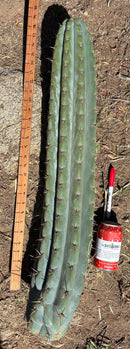 Trichocereus Long Cutting 28 Inch SCG16 Exact Cactus Live Plant for Succulent Hobbyists