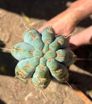 Trichocereus Long Cutting 28 Inch SCG16 Exact Cactus Live Plant for Succulent Hobbyists