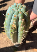 Trichocereus Long Cutting 28 Inch SCG16 Exact Cactus Live Plant for Succulent Hobbyists