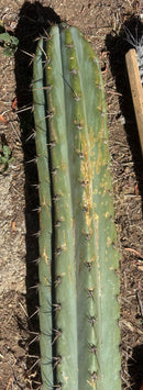Trichocereus Long Cutting 28 Inch SCG16 Exact Cactus Live Plant for Succulent Hobbyists