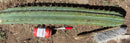 Trichocereus Long Cutting 28 Inch SCG16 Exact Cactus Live Plant for Succulent Hobbyists