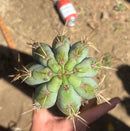 Trichocereus Long Cutting 28 Inch SCG16 Exact Cactus Live Plant for Succulent Hobbyists