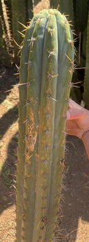 Trichocereus Long Cutting 28 Inch SCG16 Exact Cactus Live Plant for Succulent Hobbyists