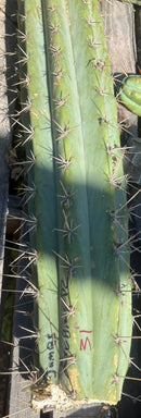 Trichocereus Long Cutting 28 Inch SCG16 Exact Cactus Live Plant for Succulent Hobbyists