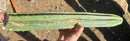 Trichocereus Long Cutting 28 Inch SCG16 Exact Cactus Live Plant for Succulent Hobbyists
