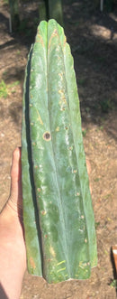 Trichocereus Long Cutting 28 Inch SCG16 Exact Cactus Live Plant for Succulent Hobbyists