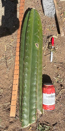 Trichocereus Long Cutting 28 Inch SCG16 Exact Cactus Live Plant for Succulent Hobbyists