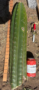 Trichocereus Long Cutting 28 Inch SCG16 Exact Cactus Live Plant for Succulent Hobbyists