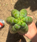 Trichocereus Long Cutting 28 Inch SCG16 Exact Cactus Live Plant for Succulent Hobbyists