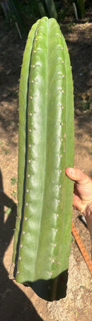 Trichocereus Long Cutting 28 Inch SCG16 Exact Cactus Live Plant for Succulent Hobbyists