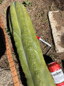 Trichocereus Long Cutting 28 Inch SCG16 Exact Cactus Live Plant for Succulent Hobbyists