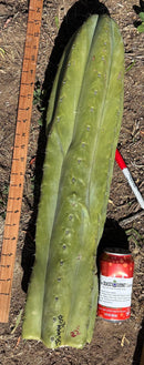 Trichocereus Long Cutting 28 Inch SCG16 Exact Cactus Live Plant for Succulent Hobbyists
