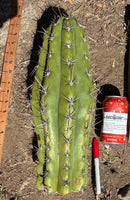 Trichocereus Long Cutting 28 Inch SCG16 Exact Cactus Live Plant for Succulent Hobbyists