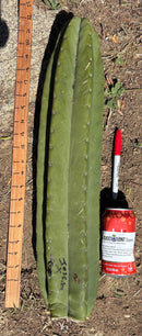 Trichocereus Long Cutting 28 Inch SCG16 Exact Cactus Live Plant for Succulent Hobbyists