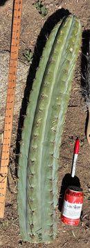 Trichocereus Long Cutting 28 Inch SCG16 Exact Cactus Live Plant for Succulent Hobbyists