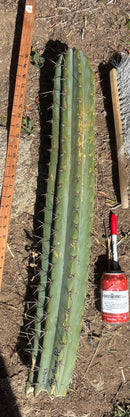 Trichocereus Long Cutting 28 Inch SCG16 Exact Cactus Live Plant for Succulent Hobbyists