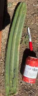 Trichocereus Long Cutting 28 Inch SCG16 Exact Cactus Live Plant for Succulent Hobbyists