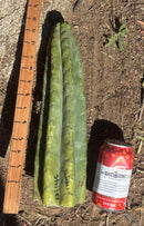 Trichocereus Long Cutting 28 Inch SCG16 Exact Cactus Live Plant for Succulent Hobbyists