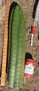 Trichocereus Long Cutting 28 Inch SCG16 Exact Cactus Live Plant for Succulent Hobbyists