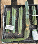 #EC174 EXACT Trichocereus Bridgesii TLC Cactus Cutting Lot