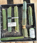 #EC174 EXACT Trichocereus Bridgesii TLC Cactus Cutting Lot
