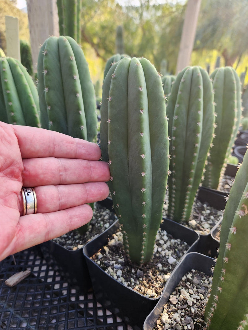 #EC176 EXACT Trichocereus Bogan OP Cactus potted 7-8"