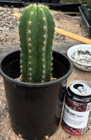 #EC177 EXACT TLC Trichocereus Hybrid Scopulicola MSS X Dawsons Pascana Cactus 8”