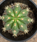 #EC177 EXACT TLC Trichocereus Hybrid Scopulicola MSS X Dawsons Pascana Cactus 8”