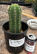 #EC177 EXACT TLC Trichocereus Hybrid Scopulicola MSS X Dawsons Pascana Cactus 8”