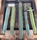 #EC178 EXACT Trichocereus Bridgesii ornamental TLC cactus cutting All TIPS Lot