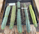 #EC178 EXACT Trichocereus Bridgesii ornamental TLC cactus cutting All TIPS Lot