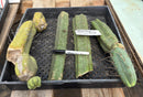 #EC179 EXACT Trichocereus Jiimz Bridgesii Twin Spine TLC Cutting Cactus Lot