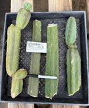 #EC179 EXACT Trichocereus Jiimz Bridgesii Twin Spine TLC Cutting Cactus Lot