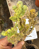 #EC182 EXACT Trichocereus Bridgesii Monstrose Crest  TLC TBMC Cactus